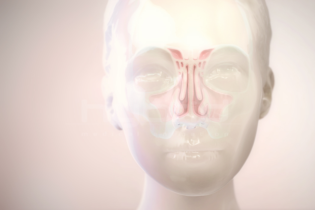 Sinuses | Hybrid Medical Animation