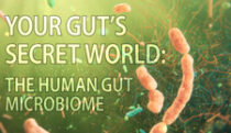 Secret World: The Gut Microbiome